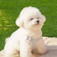 [댕린이특가]펫베오 프리밴드 X형 하네스 소형견 중형견