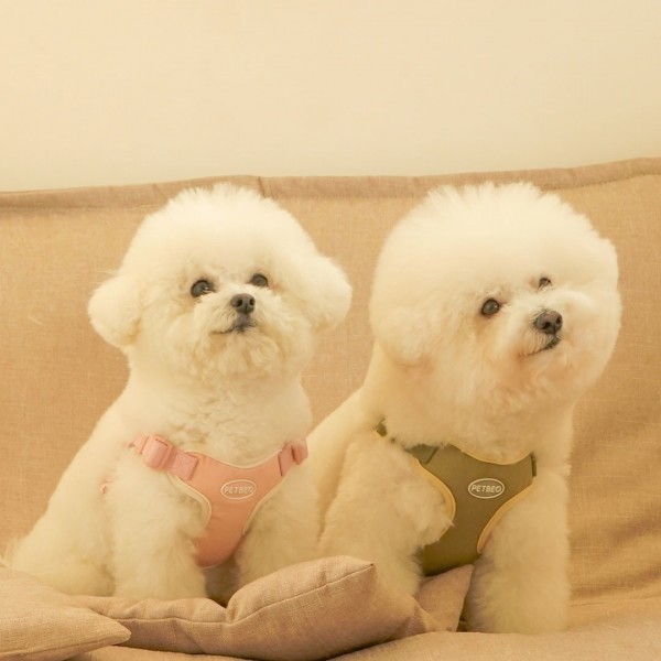 페오펫몰,[댕린이특가]펫베오 프리밴드 X형 하네스 소형견 중형견