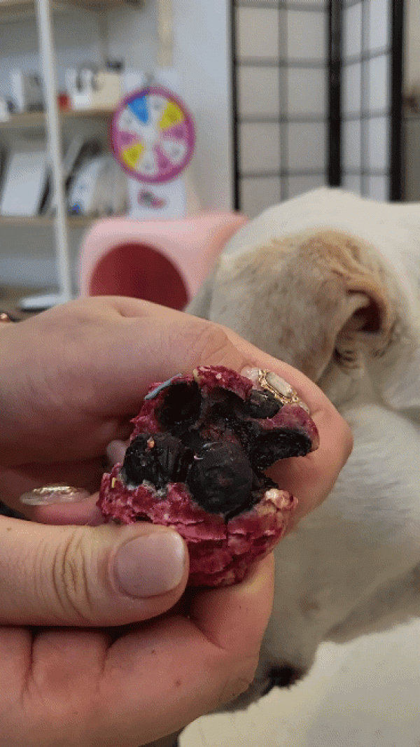 페오펫몰,[슈퍼멍멍]스쿱 쿠키 천연 분말 2p