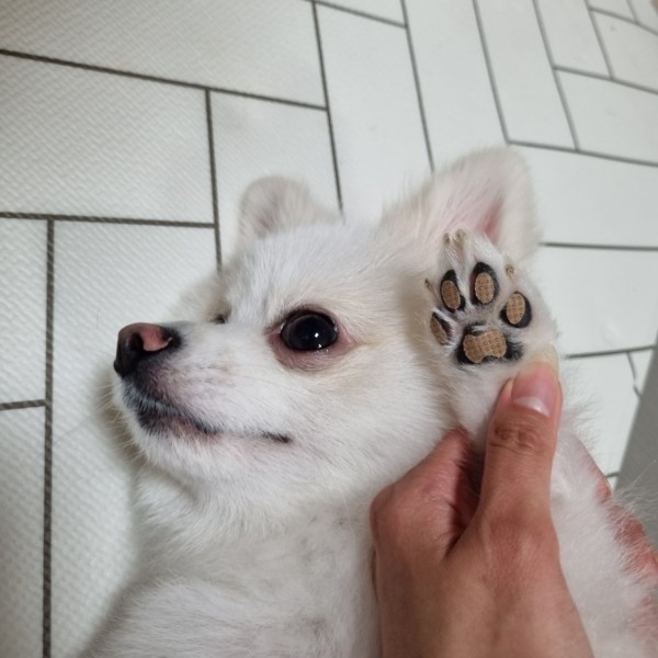 페오펫몰,런패드 강아지 미끄럼방지패치 매트 소형견 중형견 노령견 수술견 2차사고 예방방지 패치 패드 슬개골예방