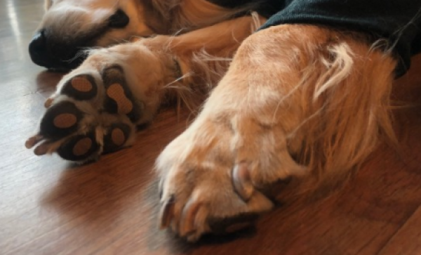 페오펫몰,런패드 강아지 미끄럼방지패치 매트 소형견 중형견 노령견 수술견 2차사고 예방방지 패치 패드 슬개골예방