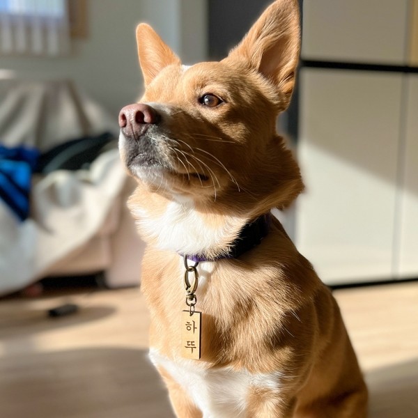 페오펫몰,댕댕이가게 주문제작 강아지 고양이 명찰 인식표