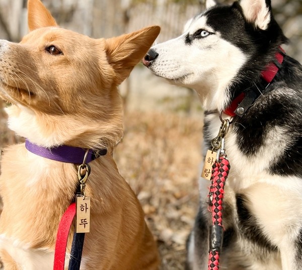 페오펫몰,댕댕이가게 주문제작 강아지 고양이 명찰 인식표