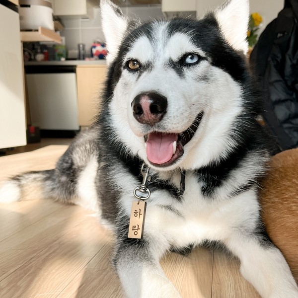 페오펫몰,댕댕이가게 주문제작 강아지 고양이 명찰 인식표