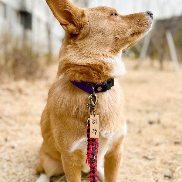 페오펫몰,댕댕이가게 주문제작 강아지 고양이 명찰 인식표