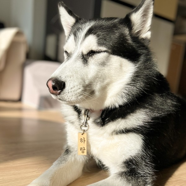 페오펫몰,댕댕이가게 주문제작 강아지 고양이 명찰 인식표