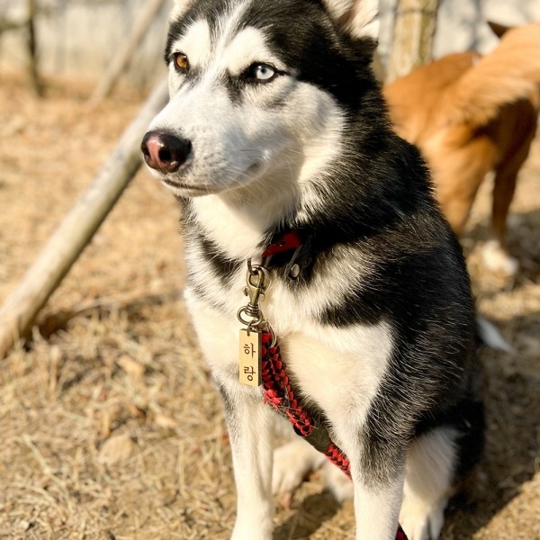 페오펫몰,댕댕이가게 주문제작 강아지 고양이 명찰 인식표
