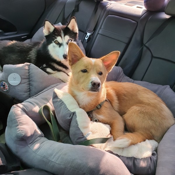 페오펫몰,댕댕이가게 극세사 강아지 애견 카시트