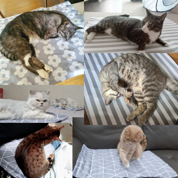 페오펫몰,[핫썸머특가] [세탁가능] 멍보스 냉감100% 강아지 애견 대형견 아이스 커버분리 쿨매트