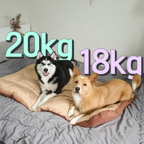 페오펫몰,댕댕이가게 극세사 강아지 애견 방석