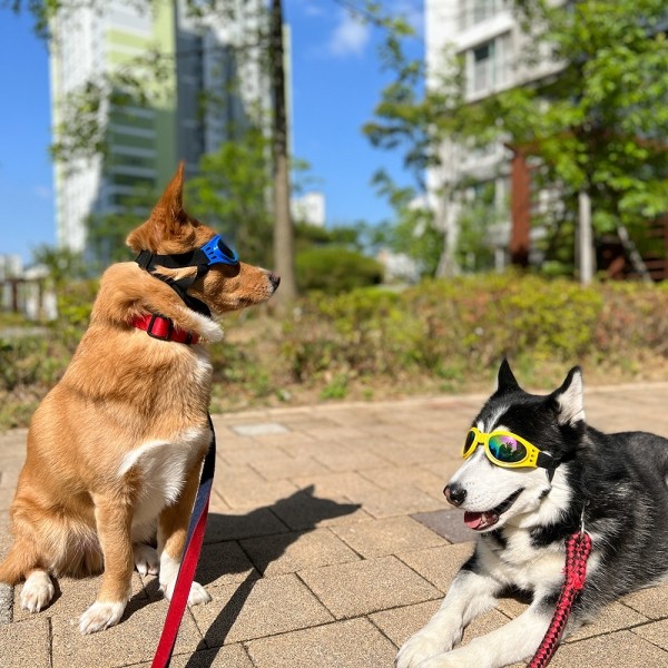 페오펫몰,댕댕이가게 강아지 애견 자외선차단 선글라스