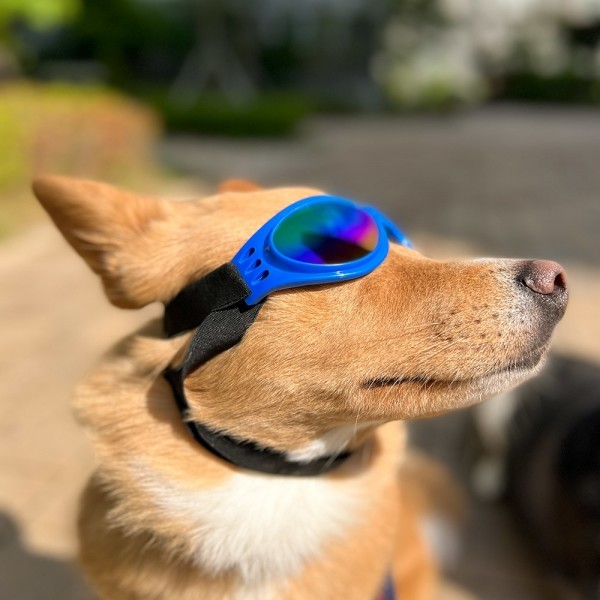 페오펫몰,댕댕이가게 강아지 애견 자외선차단 선글라스