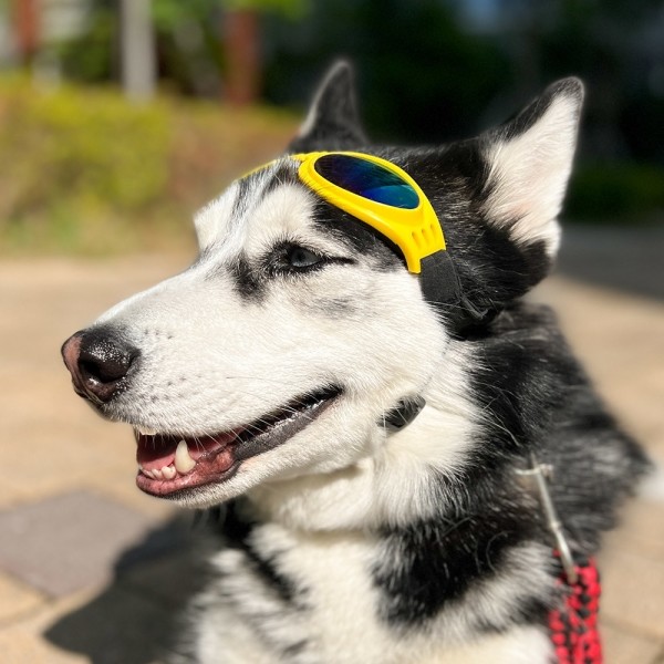 페오펫몰,댕댕이가게 강아지 애견 자외선차단 선글라스