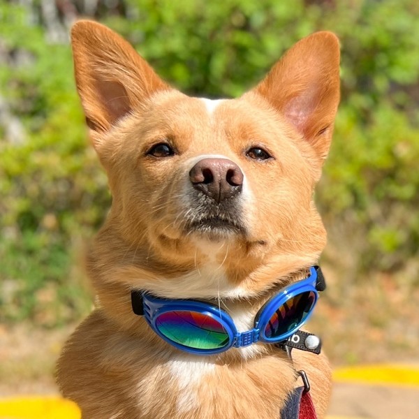 페오펫몰,댕댕이가게 강아지 애견 자외선차단 선글라스