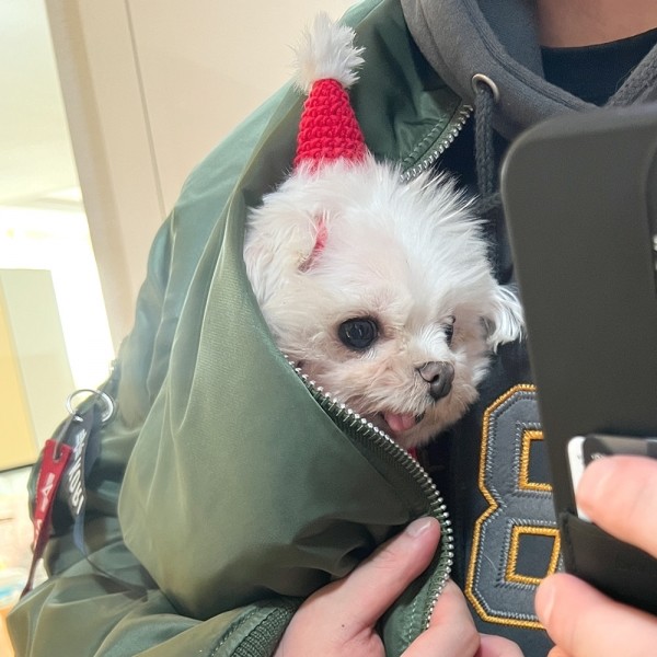 페오펫몰,강아지 애견 산타 크리스마스 모자