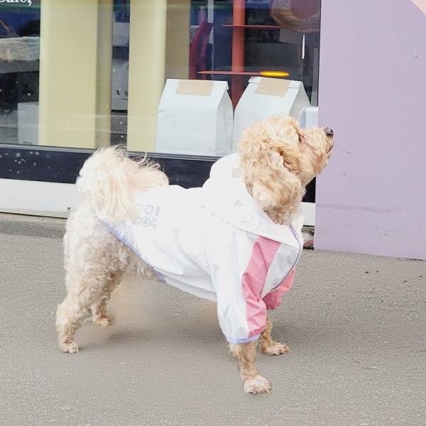 페오펫몰,레토 강아지옷 우비 바람막이 애견의류 고양이옷 LDR-A02