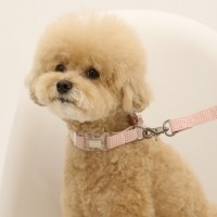 [리토가토] 코튼캔디 목줄