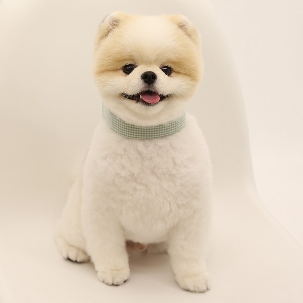 페오펫몰,[리토가토] 코튼캔디 목줄