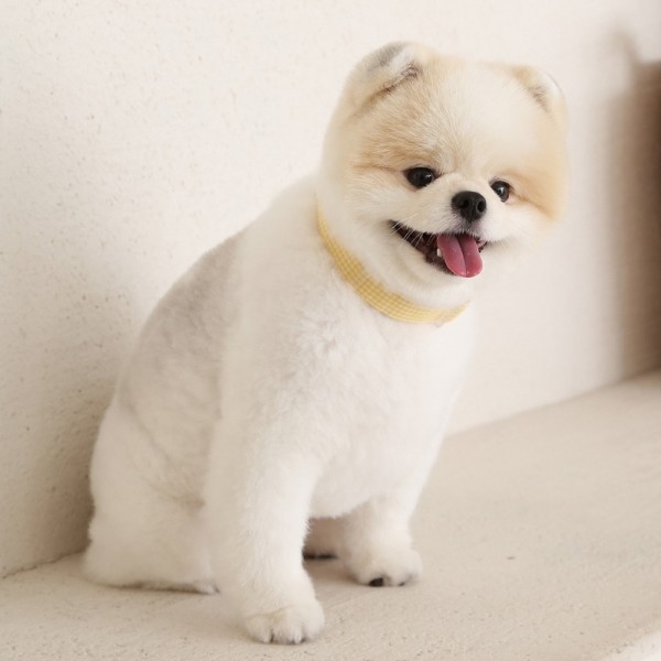 페오펫몰,[리토가토] 코튼캔디 목줄