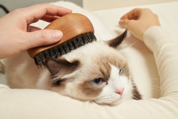 페오펫몰,펫츠엔 슬림 버디브러쉬 강아지빗 고양이빗 반려견 사랑빗