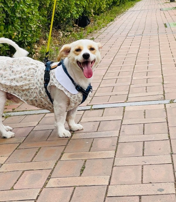 페오펫몰,청순화원피스 핸드메이드 강아지원피스