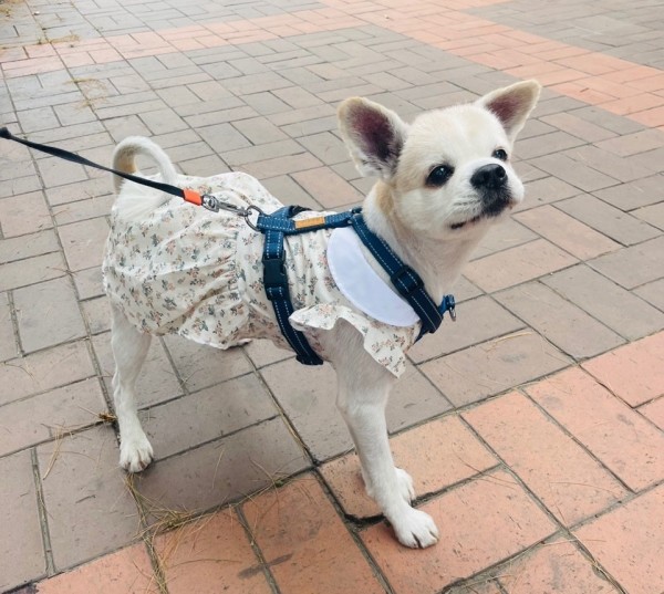 페오펫몰,청순화원피스 핸드메이드 강아지원피스