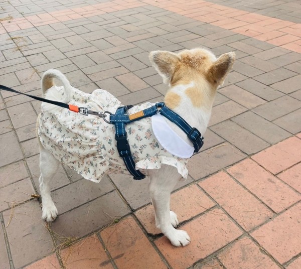 페오펫몰,청순화원피스 핸드메이드 강아지원피스