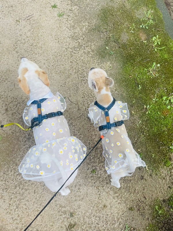 페오펫몰,데시원피스 핸드메이드 강아지원피스