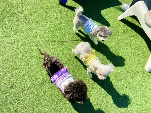 페오펫몰,강아지 세라복 유치원복 단체복 하네스 가슴줄 의류형하네스