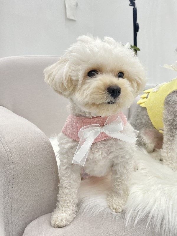 페오펫몰,강아지 트위드 하네스 가슴줄 의류형하네스