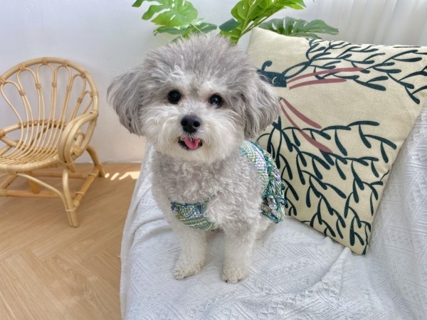 페오펫몰,강아지 에스닉원피스 커플룩 냉장고 여름원피스