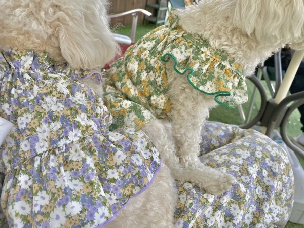 페오펫몰,강아지 쉬폰 플라워원피스 여름 커플룩 원피스