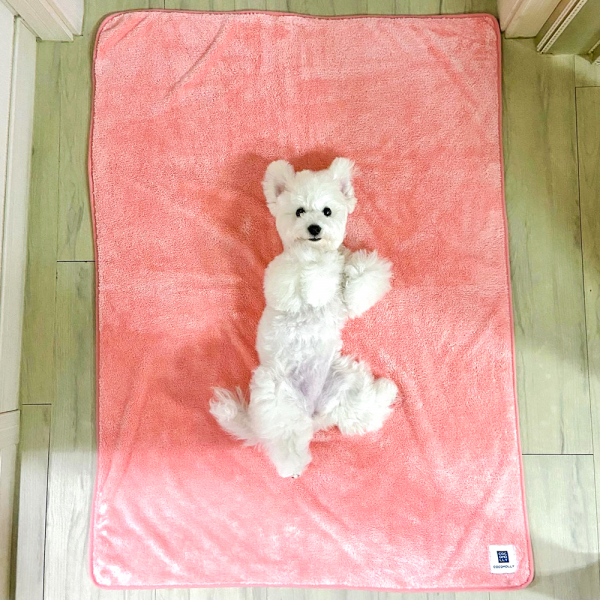 페오펫몰,코코몰리 강아지 고양이 목욕 수건 국산 초극세사 펫타올 [특대형-소프트핑크] [최저가]