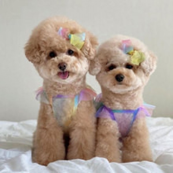 페오펫몰,[우다다다] Giftcandy crop 기프트캔디 크롭