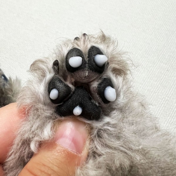 페오펫몰,[바스몽] 강아지 연고 상처 습진 발다닥 건조 보습제 고농축 펫 세럼