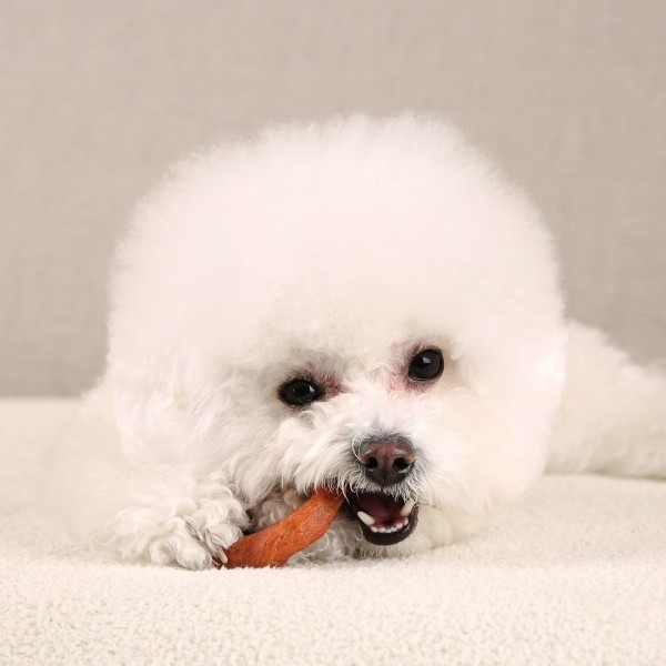 페오펫몰,[페슬러] 그래니스 독 도너츠껌 오리맛 S