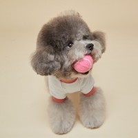 미밍코 강아지 삑삑이 핑크 볼 (S/M)