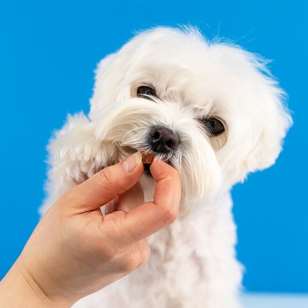 페오펫몰,[페슬러] 오메가 브레인트릿 연어맛 170g 칭찬 훈련 간식