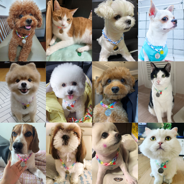 페오펫몰,[오늘출발] 강아지 롤리팝 드로잉 목걸이 인식표