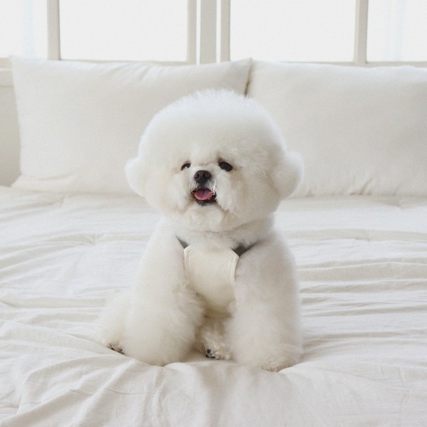 페오펫몰,[댕캉스특가] 쉬오트 러브썸 볼륨 오버롤 (크림)