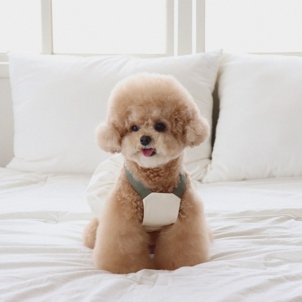 페오펫몰,[댕캉스특가] 쉬오트 러브썸 볼륨 오버롤 (크림)