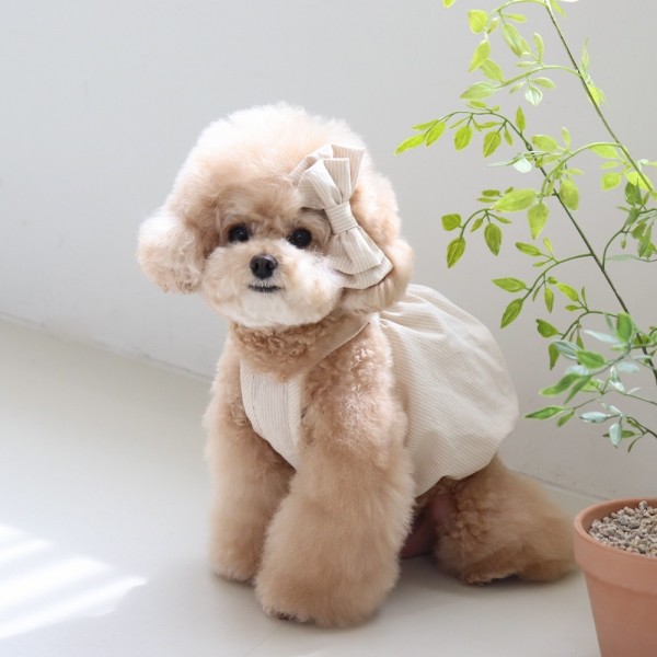 페오펫몰,[댕캉스특가] 쉬오트 베이비 벌룬 탑 (버터베이지)