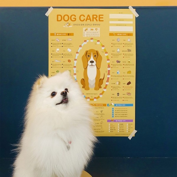 페오펫몰,[꽃길특가] 댕댕이 여행지도 세트 - 우리나라 전국 대한민국 관광지도