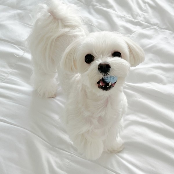 페오펫몰,강아지 고양이 뜨개 미니공 장난감