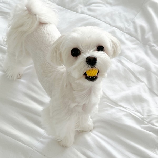 페오펫몰,강아지 고양이 뜨개 미니공 장난감