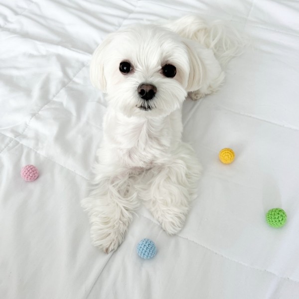 페오펫몰,강아지 고양이 뜨개 미니공 장난감