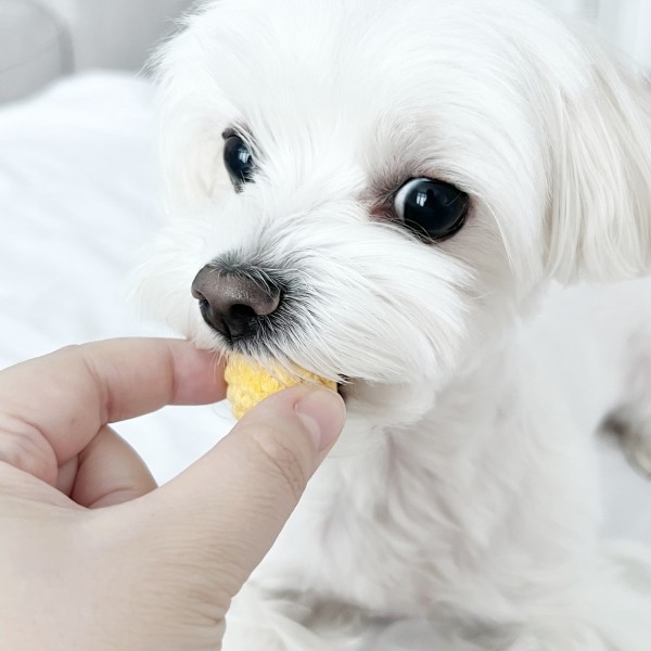 페오펫몰,강아지 고양이 뜨개 미니공 장난감
