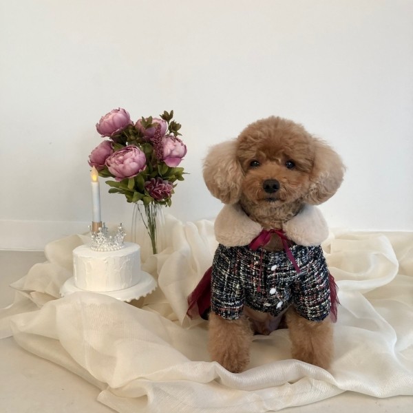 페오펫몰,치어펫 연말 파티의 주인공은 나야나 - 목도리SET /강아지 트위드 원피스