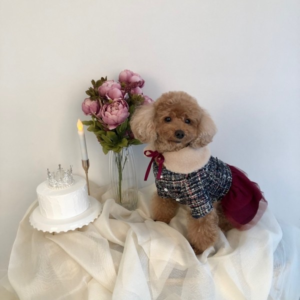 페오펫몰,치어펫 연말 파티의 주인공은 나야나 - 목도리SET /강아지 트위드 원피스