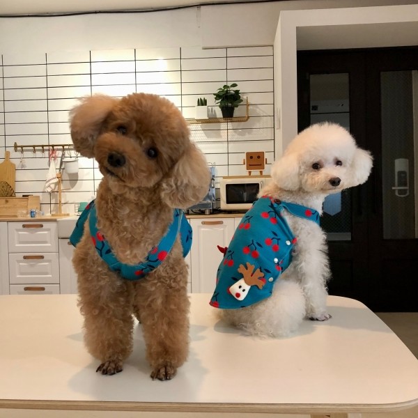페오펫몰,치어펫 루돌프의 하루 / 크리스마스 강아지옷